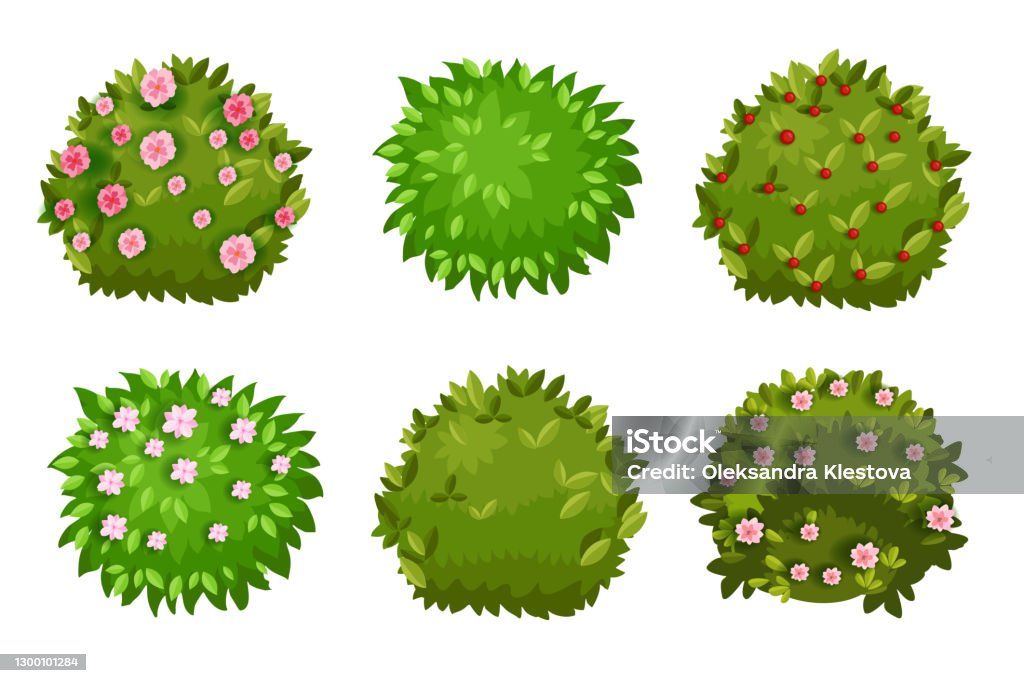 Spring Bush Shrub Cartoon Green Garden Hedge Collection With Green Leaves  Flower Blossom Berries Stock Illustration - Download Image Now - iStock