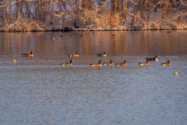 istock More Canada geese Morning Sun 1300102400