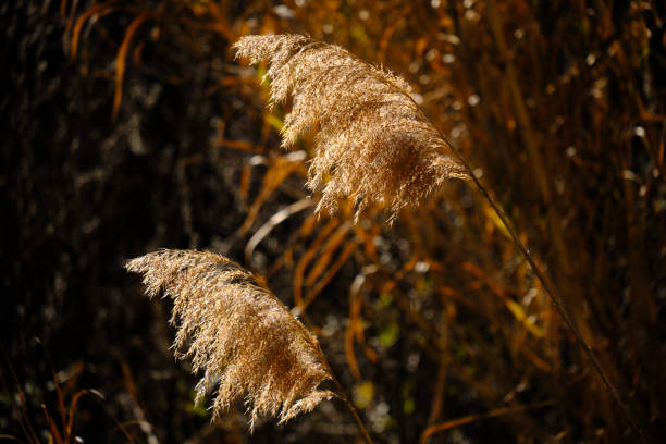 Dry golden reeds grown near the river stream. Yellow canes illuminated by the sunlight