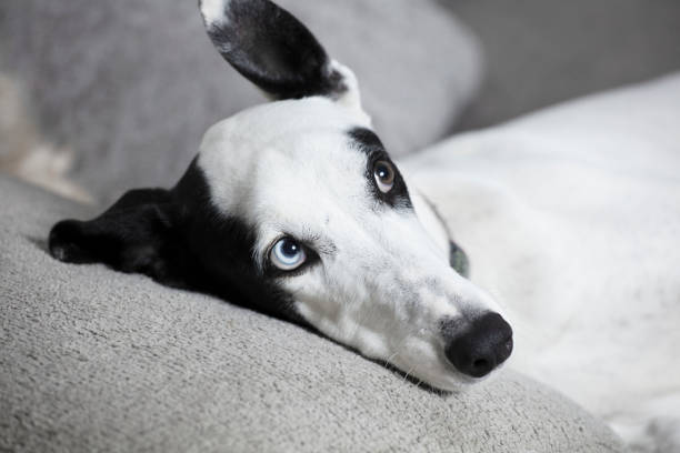 istock Cute dog at home 1300103503