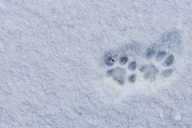 traces de pattes de chat dans la neige, texture de la neige et pattes de chat, espace de copie. - winter cold footpath footprint photos et images de collection