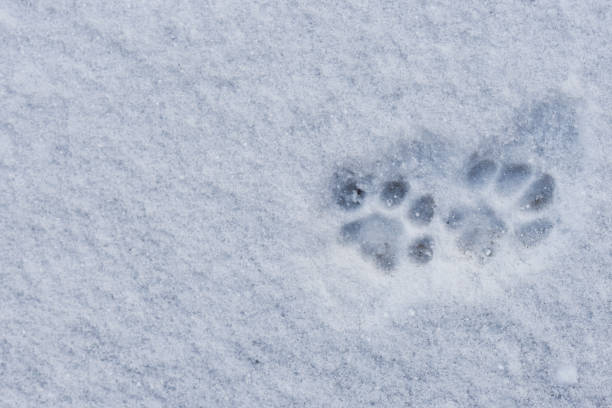 눈 속에서 고양이의 발 흔적, 눈과 고양이의 발의 질감, 복사 공간. - snow footprint winter animal track 뉴스 사진 이미지