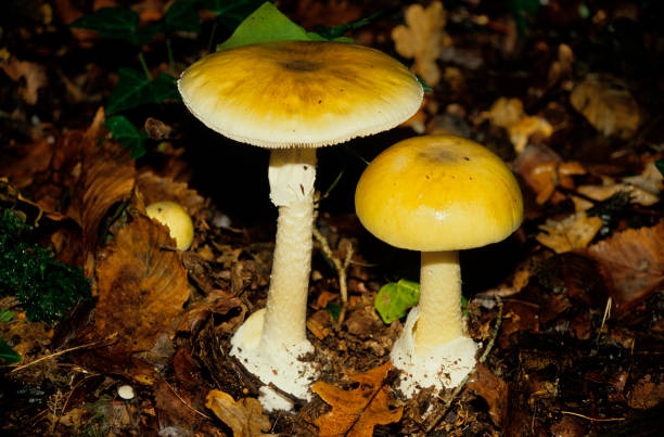 Death Cap Death Cap Deadly poisonous Amanita phalloides amanita phalloides stock pictures, royalty-free photos & images