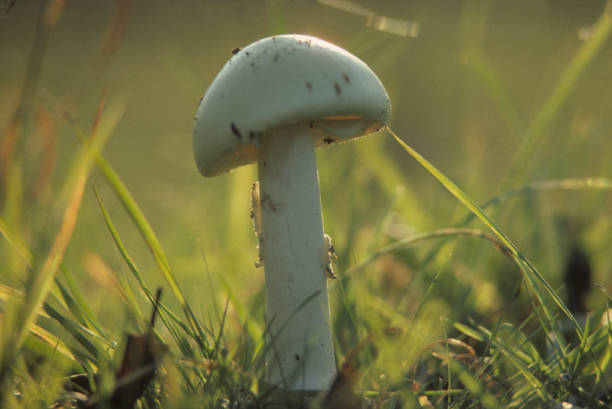 Death Cap Death Cap Deadly poisonous Amanita phalloides amanita phalloides stock pictures, royalty-free photos & images