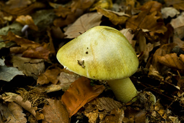 Death Cap Death Cap Deadly poisonous Amanita phalloides amanita phalloides stock pictures, royalty-free photos & images