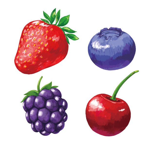 set von malerei beeren - brombeere brombeere und himbeere stock-grafiken, -clipart, -cartoons und -symbole