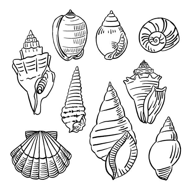 hand gezeichnete muscheln - tritonshorn stock-grafiken, -clipart, -cartoons und -symbole