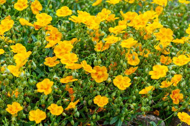 istock Helianthemum 'Old Gold' 1300106475