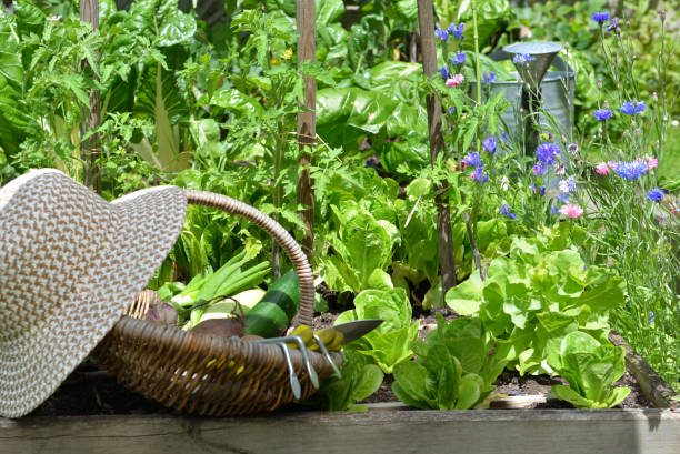 istock fresh vegetable in a wicker basket with hat placed in vegetable garden 1300106514