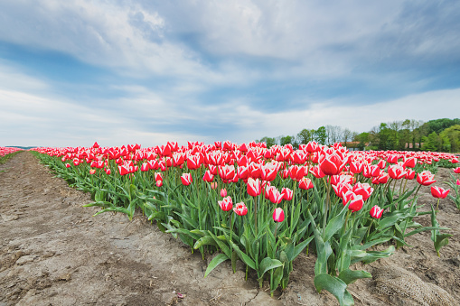 Blossoming red and pink tulips in a field  during a stormy spring afternoon with incoming thunderstorm clouds over the horizon