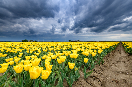 Blossoming yellow tulips in a field  during a stormy spring afternoon with incoming thunderstorm clouds over the horizon