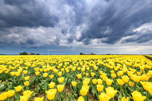 Blossoming yellow tulips in a field  during a stormy spring afternoon with incoming thunderstorm clouds over the horizon