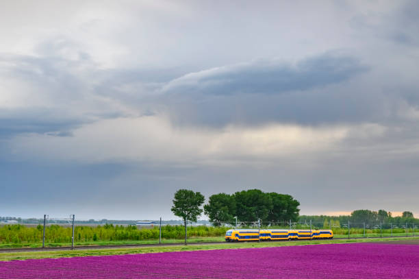 istock Train passing blossoming purple tulips in a field  during a stormy spring afternoon 1300107638