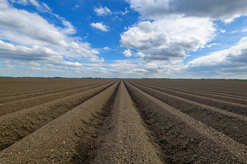 Horizontal shot of new shoots of a winter wheat on a spring field