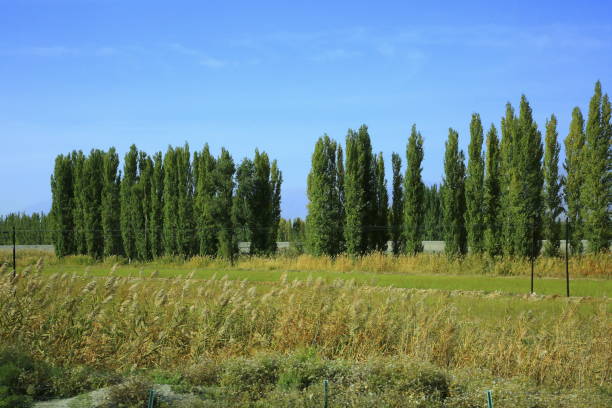istock 
