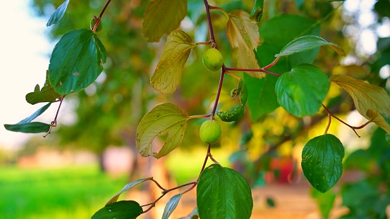 Ziziphus mauritiana, also known as Indian jujube, Indian plum with evergreen leaves. Hanging fruits on tree with green growing flowers.