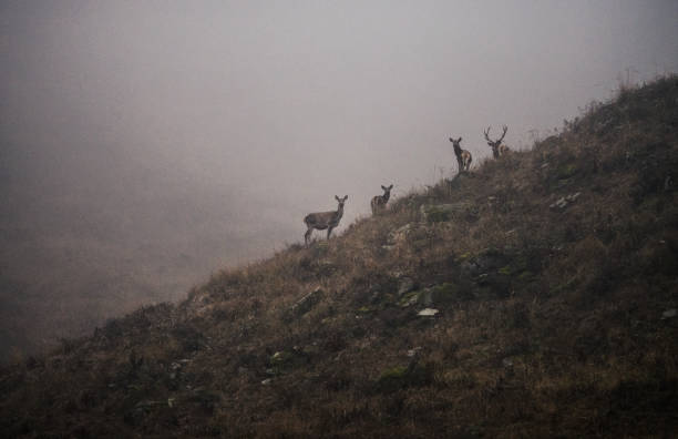 wild deers searching for food. animal lifestyle. - international wildlife conservation park imagens e fotografias de stock