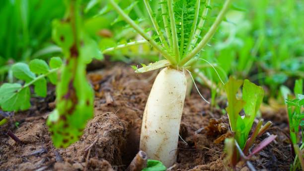 Digestive plant of Muli or White Daikon growing in the field. Organic plant with healthy budding leaves on soil ground. stock photo