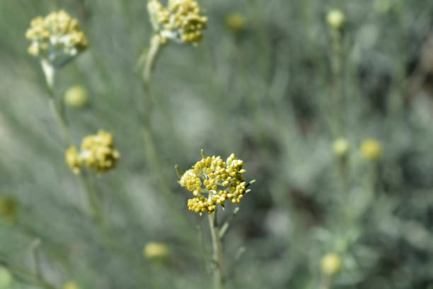 istock Italian everlasting flowers 1300108933