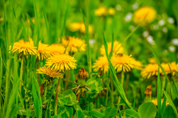 istock closeup yellow dandelions in a grass 1300109777