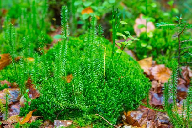istock closeup green moss in a forest 1300110401