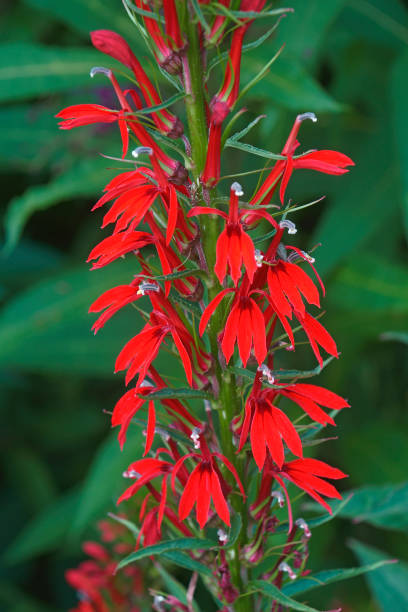 Cardinal flower Cardinal flower (Lobelia cardinalis). lobelias stock pictures, royalty-free photos & images