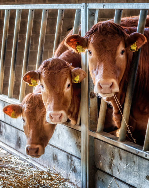 Three Limousin Breed Cows in a Barn