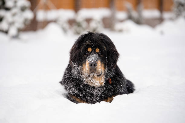 눈 속에서 강아지의 초상화. - tibetan mastiff 뉴스 사진 이미지