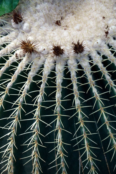 istock Golden barrel cactus 1300112261