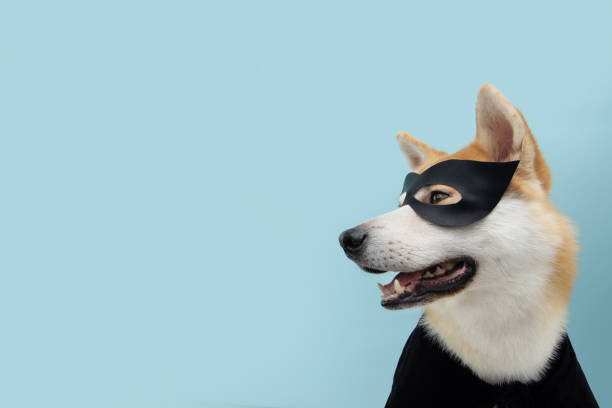 ritratto divertente cane akita che celebra halloween o carnevale con un costume da eroe nero. isolato su sfondo blu. - dog animal pets profile foto e immagini stock