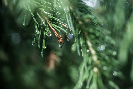 Morning dew drops cling to the small pine branches.