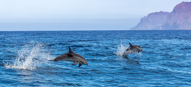 Dolphins playing in waves, La Gomera, Canary Islands