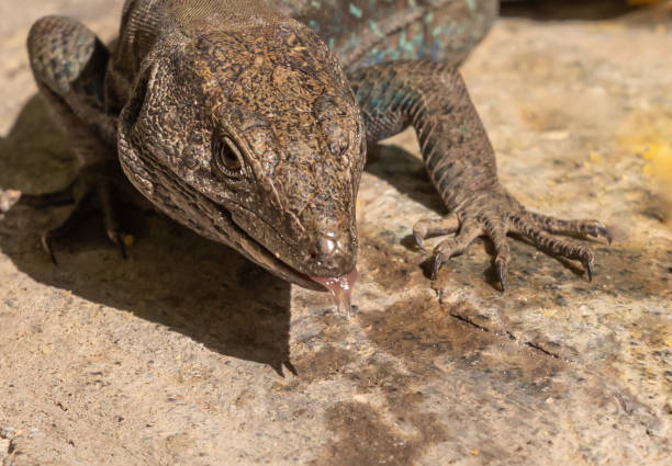 istock Lizards of La Gomera 1300113832