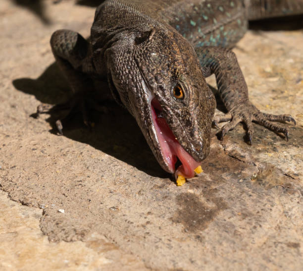 istock Lizards of La Gomera 1300113851