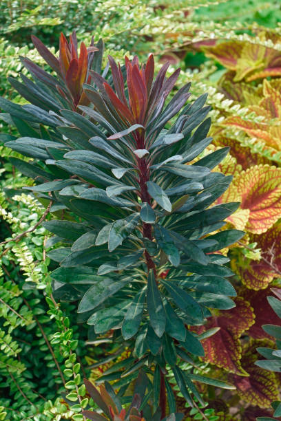 istock Blackbird spurge plants 1300114808