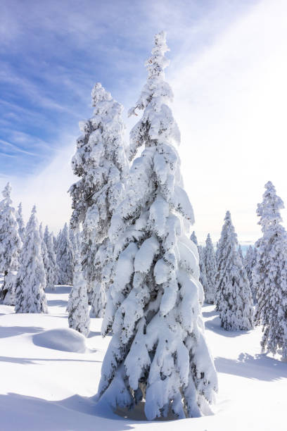 istock Winter landscape with snow in mountains 1300116276