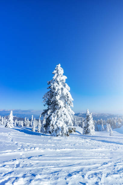istock Winter landscape with snow on spruce forest 1300116362