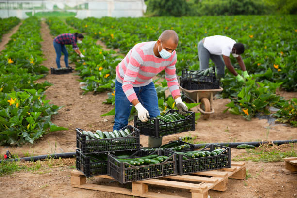 istock Latino farmer in protective mask stocking boxes with zucchini 1300117026