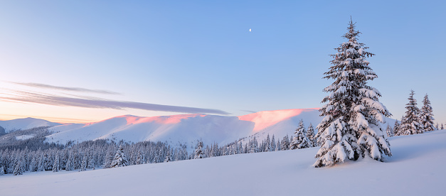 Awesome sunrise. A panoramic view of the covered with frost trees in the snowdrifts. High mountains with snow white peaks. Winter forest. Natural landscape with beautiful blue sky.