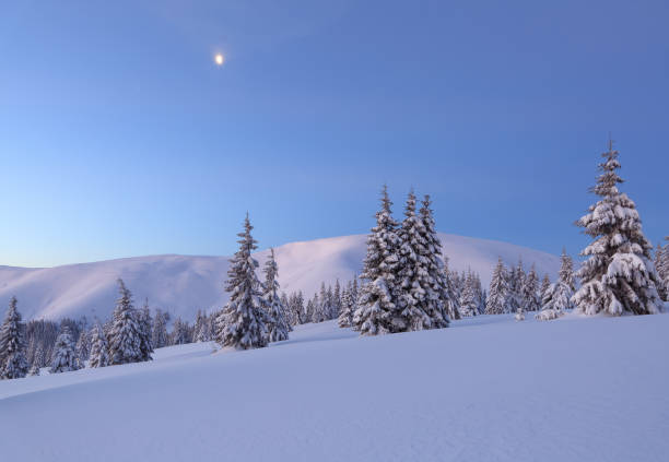 amazingl landscape on the cold winter day. pine trees in the snowdrifts. high mountain. lawn and forests. snowy background. nature scenery. location place the carpathian, ukraine, europe. - pine sunset night sunlight imagens e fotografias de stock