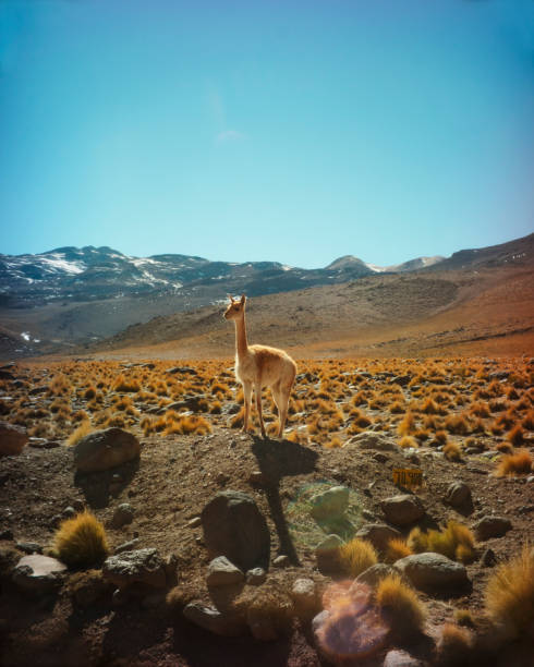 guanaco in the atacama desert - san pedro imagens e fotografias de stock