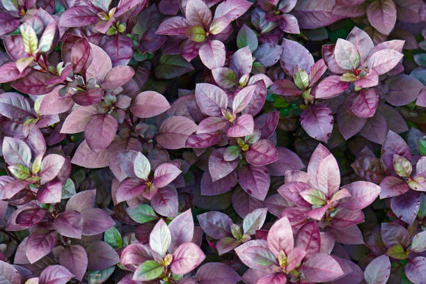 istock Purple Prince Joyweed plants 1300120131