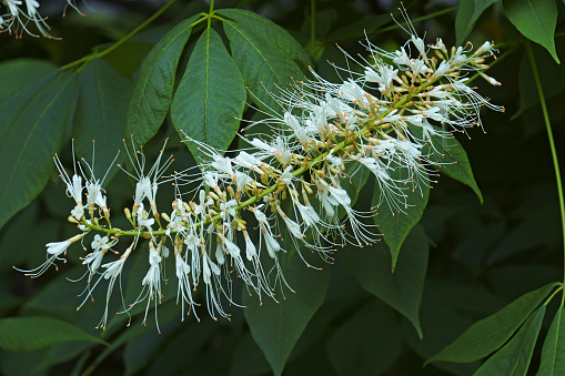 Bottlebrush buckeye (Aesculus parviflora). Known as Dward horse chestnut also.