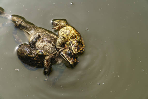 360+ Frogs Hugging Stock Photos, Pictures & Royalty-Free Images