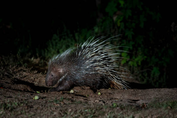 Himalayan porcupine in the forest at night