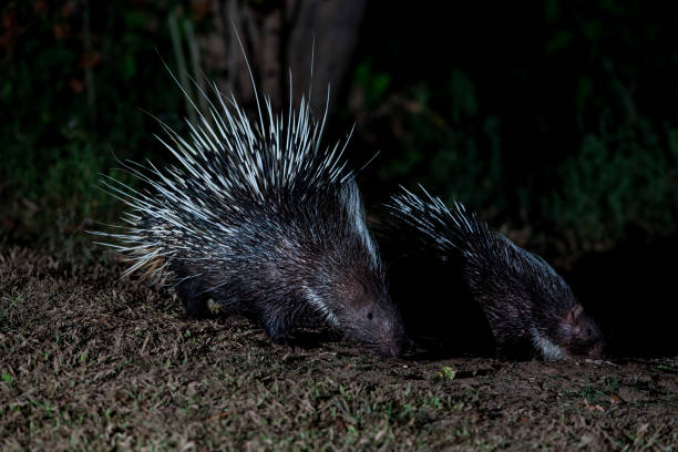 istock Himalayan porcupine in the forest at night 1300121767