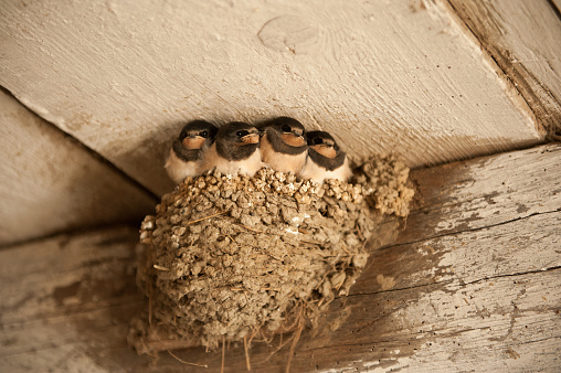 Young swallows in the nest. In the nest made of swallows sit little swallows. The nest is made of clay, dry grass and swallow saliva. The nest is attached to the walls and ceiling of an old wooden building. Swallows are waiting for their parents who will bring them food.