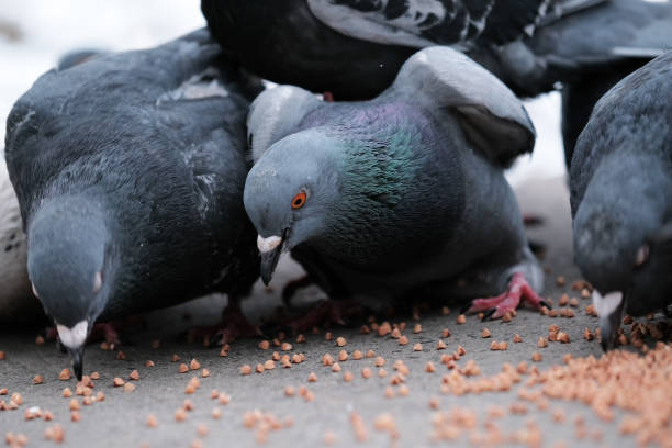 istock Wild city pigeons 1300123089