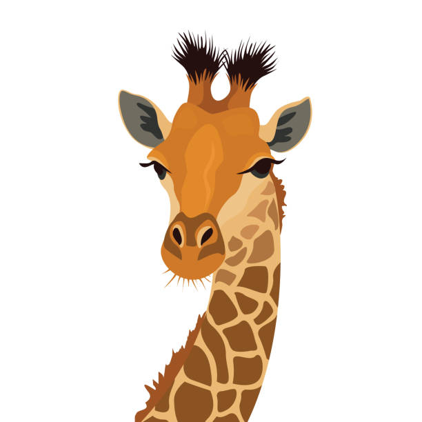 giraffenkopf isoliert auf weiß. afrikanische tiersäuger porträt. vektor-illustration - giraffe stock-grafiken, -clipart, -cartoons und -symbole