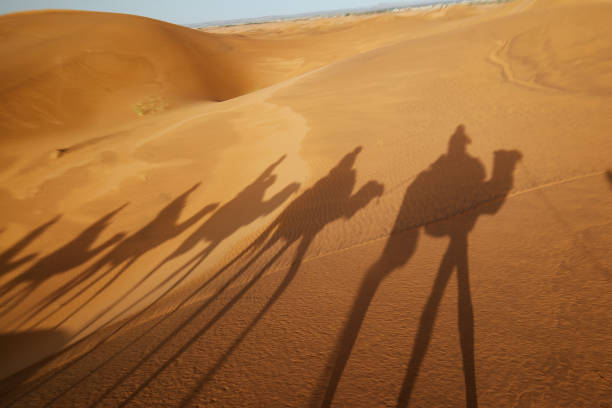 istock Camel Shadows in the Desert 1300123850